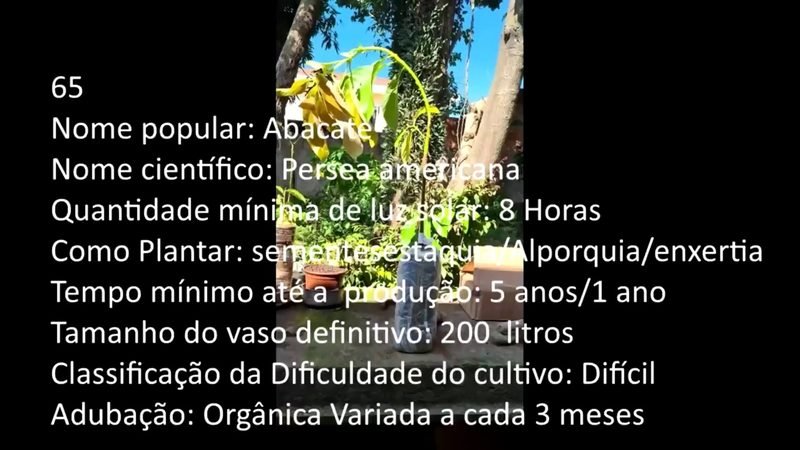 Abacate - imagem 2