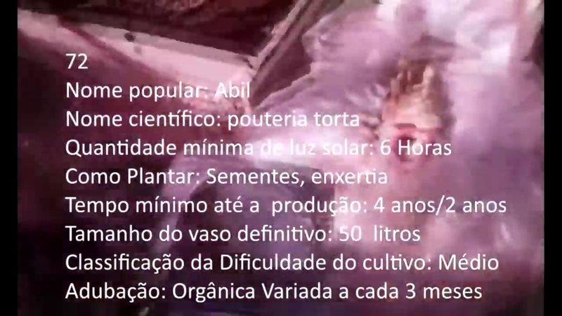 Abiu Amarelo - imagem 2