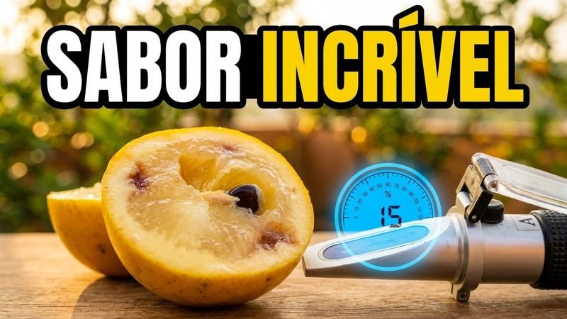 Abiu Amarelo (Pouteria caimito)