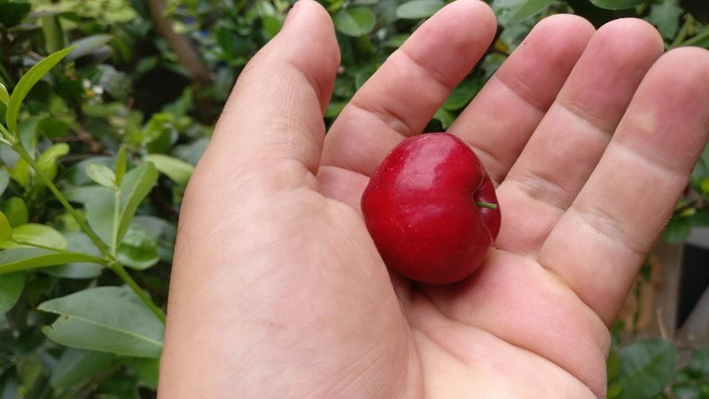 Acerola Okinawa (Malpighia emarginata)