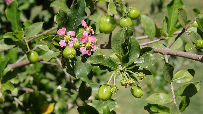 Muda de Acerola Okinawa (Malpighia emarginata)