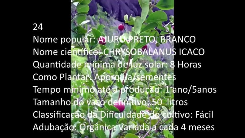 Ajuru preto branco - imagem 2
