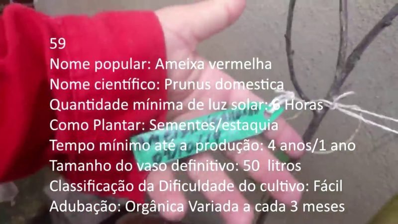 Ameixa vermelha - imagem 2