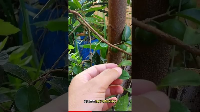 Ameixa vermelha (Prunus salicina)