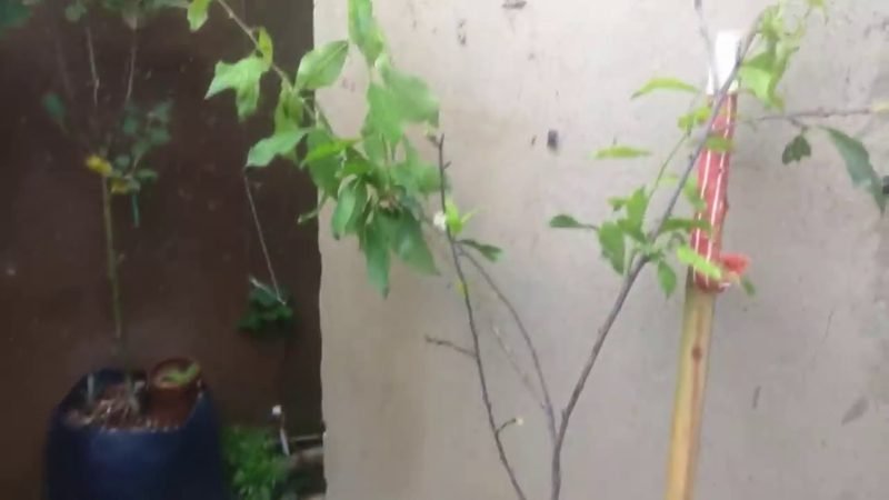 Muda de Ameixa vermelha (Prunus salicina)