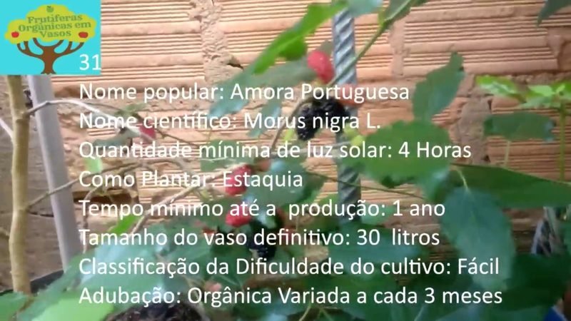 Amora Portuguesa - imagem 2