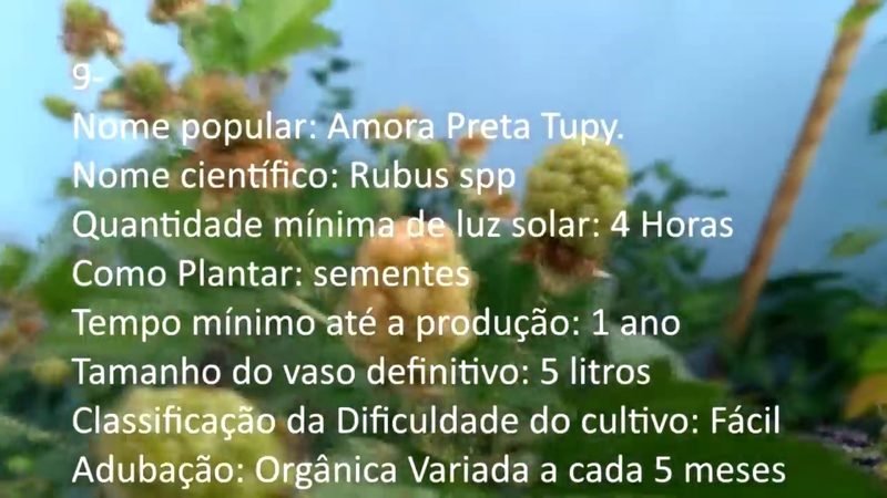 Amora Preta Tupy - imagem 2