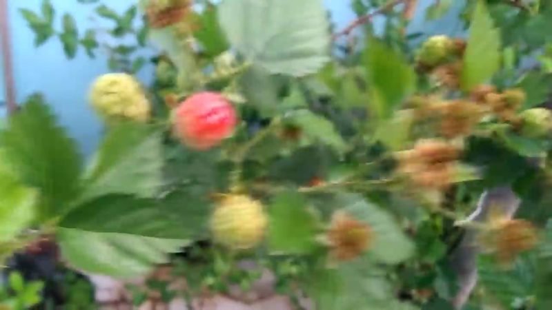 Muda de Amora Preta Tupy (Rubus 'Tupy')
