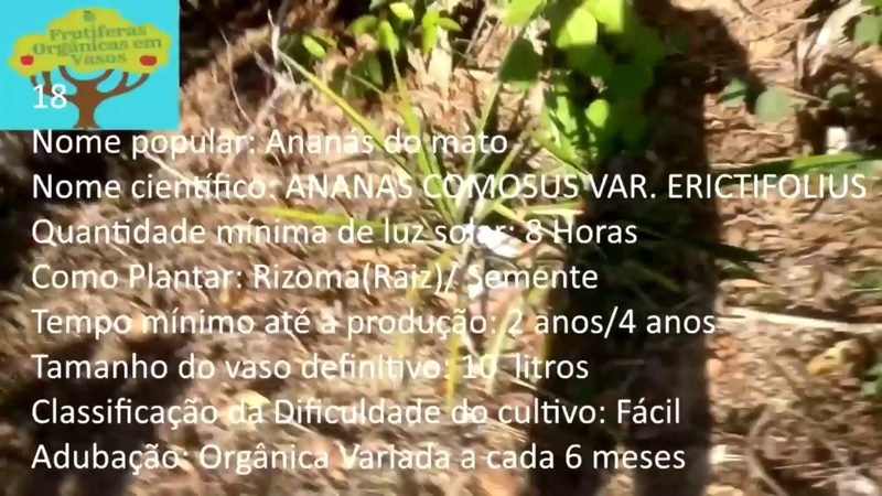 Ananas do mato - imagem 2