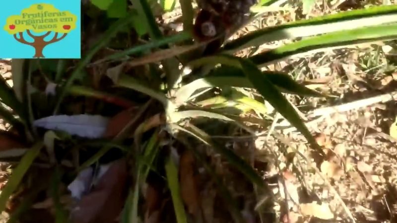 Ananas do mato (Ananas bracteatus)