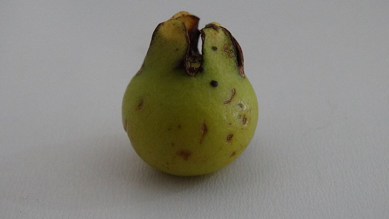 Muda de Araca Amarelo (Psidium cattleianum var. lucidum)