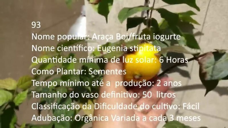 Araca Boi fruta iogurte - imagem 2