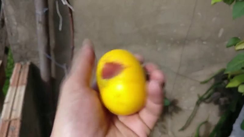 Araca Boi fruta iogurte ()