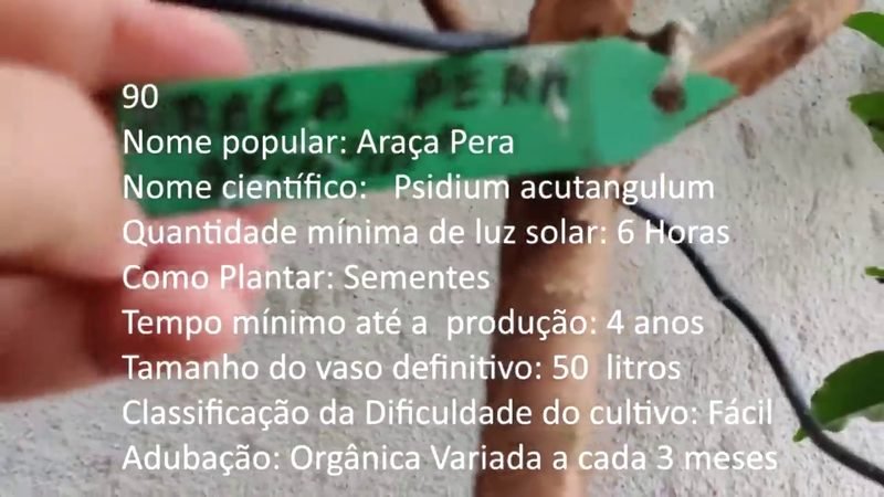 Araca Pera - imagem 2