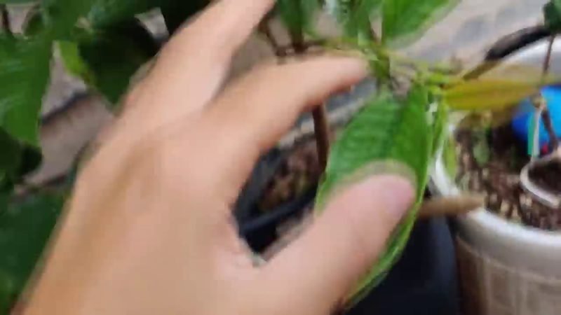 Araca Pera (Psidium acutangulum)