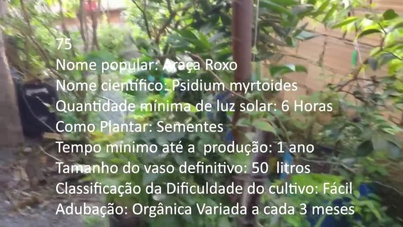 Araca Roxo - imagem 2