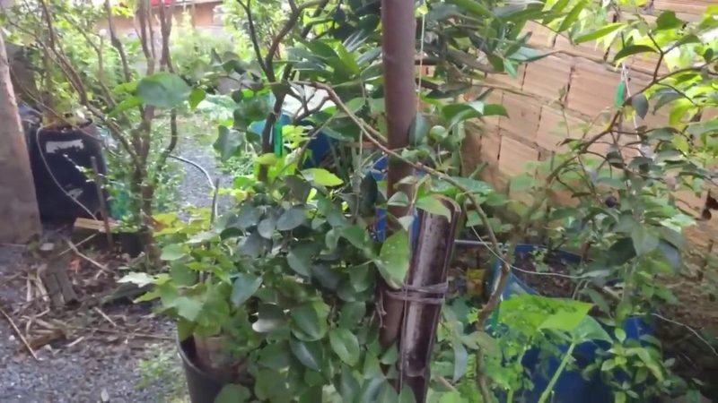 Araca Roxo (Psidium cattleianum)