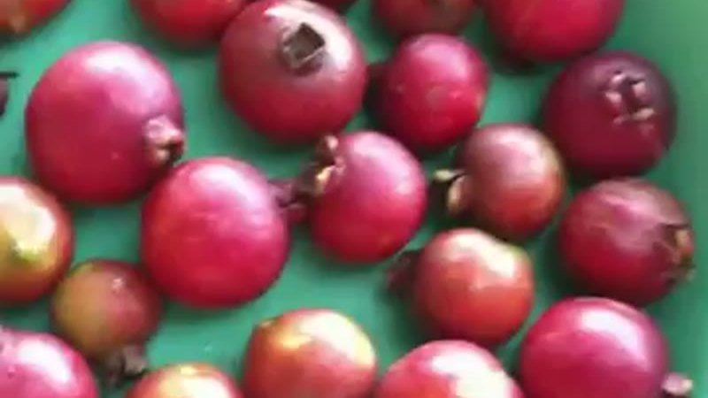 Muda de Araca Roxo (Psidium cattleianum)