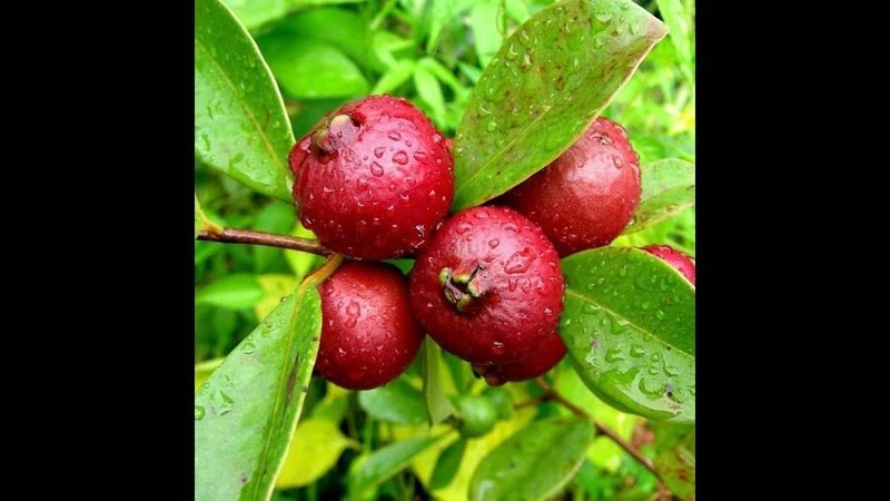 Muda de Araçá Vermelho (Psidium cattleianum)