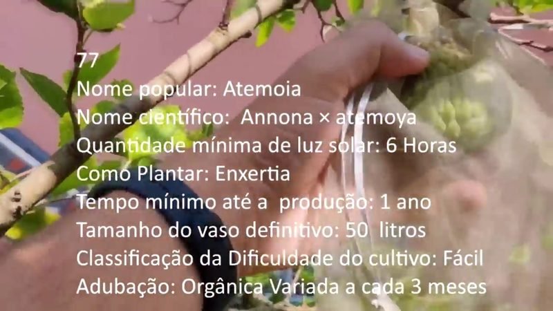 Atemoia - imagem 2