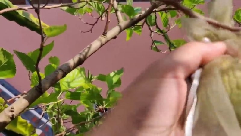 Atemoia (Annona x atemoya)