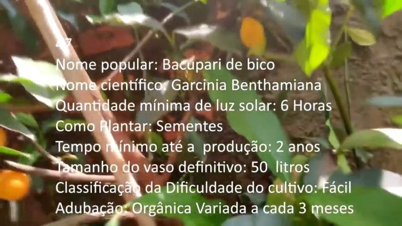 Bacupari de bico - imagem 2