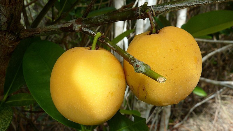 Muda de Bacupari de bico (Garcinia gardneriana)