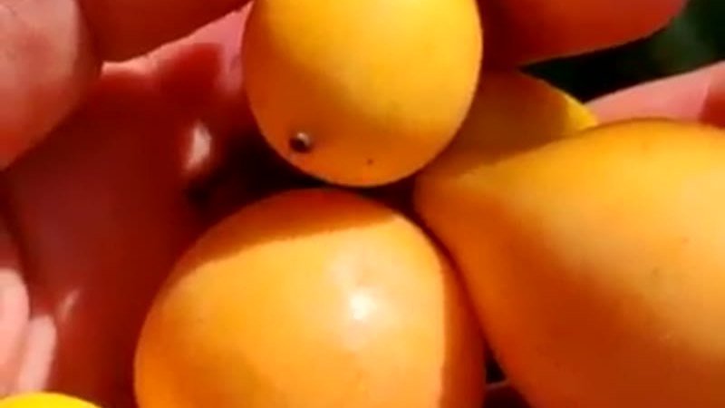 Muda de Bacupari Mirim (Garcinia gardneriana)