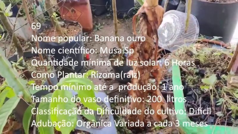 Banana ouro - imagem 2