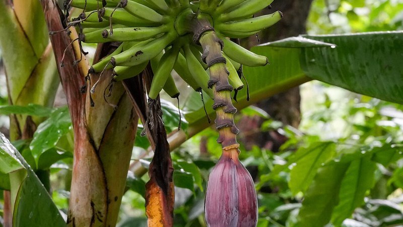 Muda de Banana ouro (Musa spp.)
