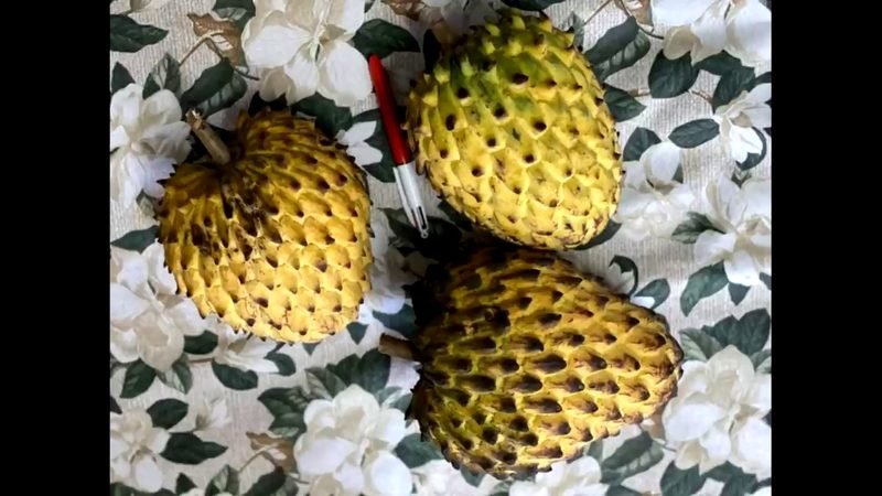 Muda de Biriba (Rollinia mucosa)