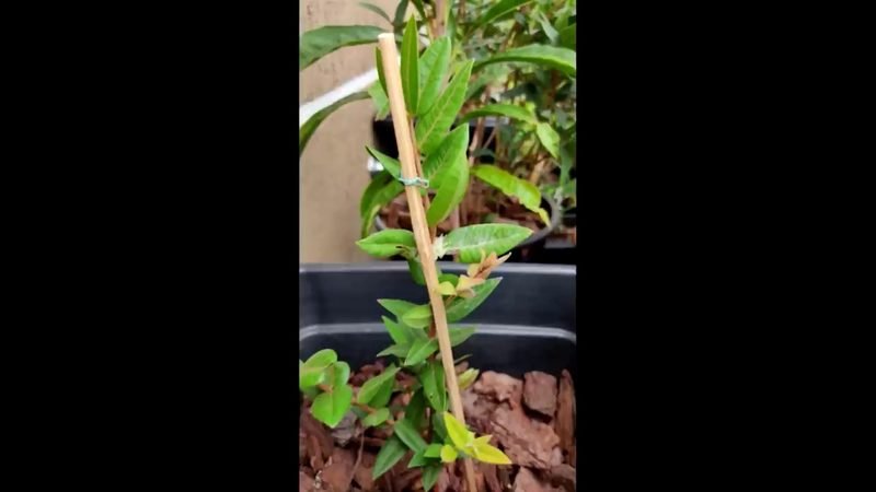 Muda de Cabeludinha roxa (Myrciaria glazioviana)