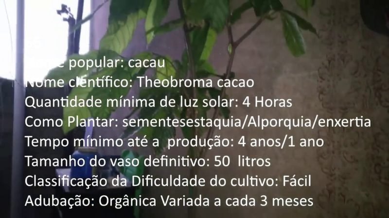 Cacau - imagem 2