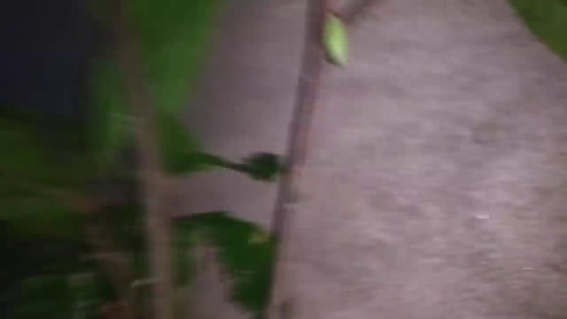 Cacau (Theobroma cacao)