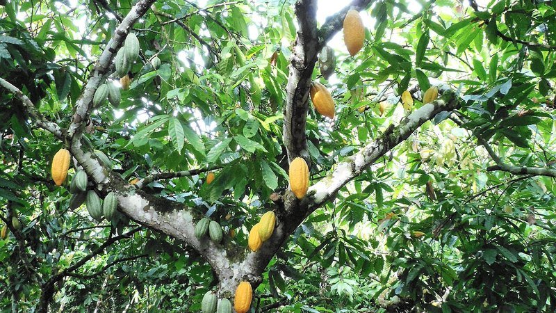 Muda de Cacau (Theobroma cacao)