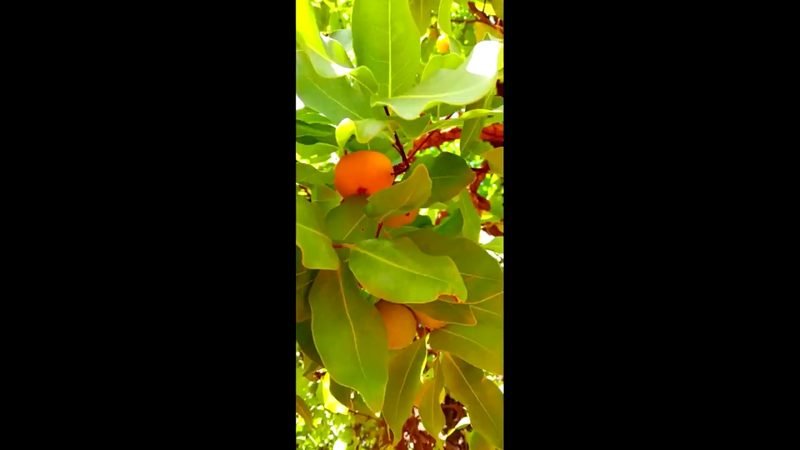 Cagaita (Eugenia dysenterica)
