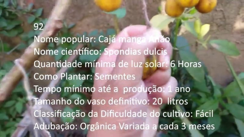 Caja manga Anao - imagem 2