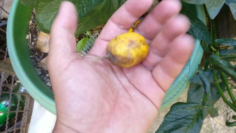 Muda de Caja manga Anao (Spondias dulcis)