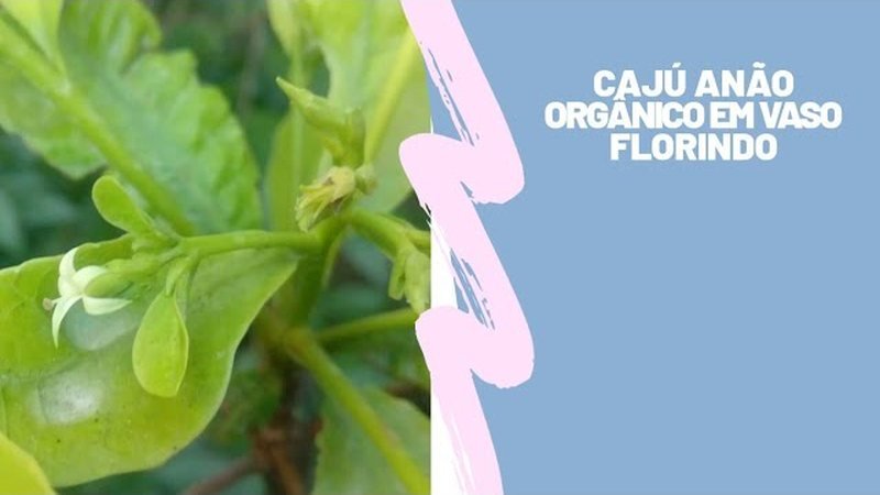 Caju (Anacardium occidentale)