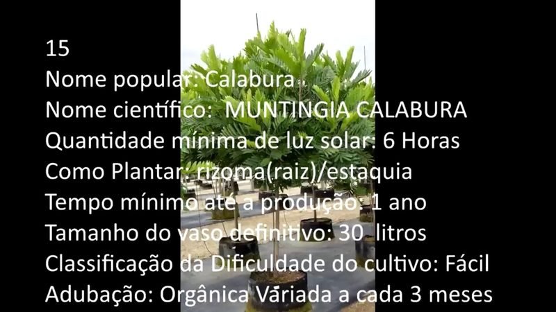 Calabura - imagem 2