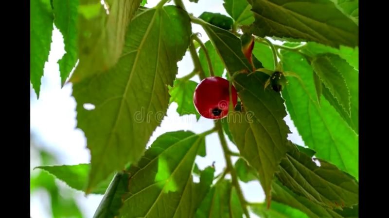 Muda de Calabura (Muntingia calabura)