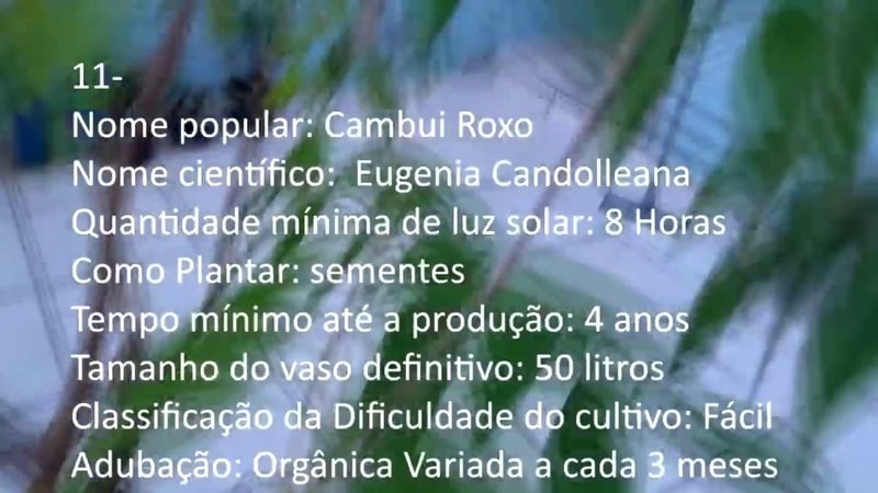Cambui Roxo - imagem 2