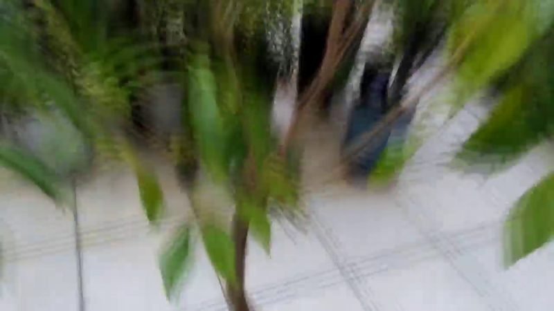 Cambui Roxo (Eugenia candolleana)