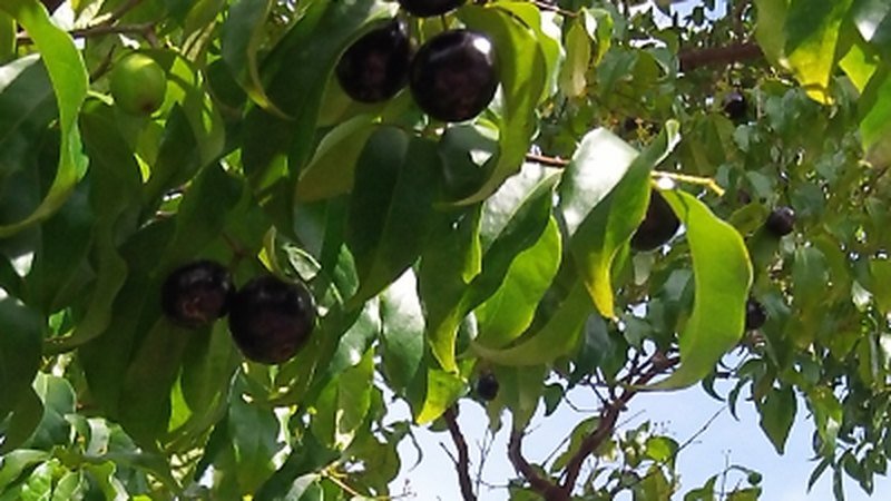Muda de Cambui Roxo (Eugenia candolleana)