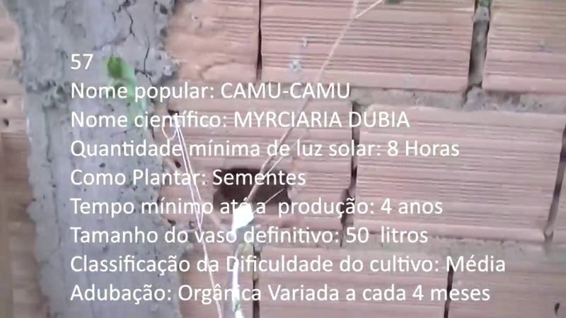 Camu-Camu - imagem 2