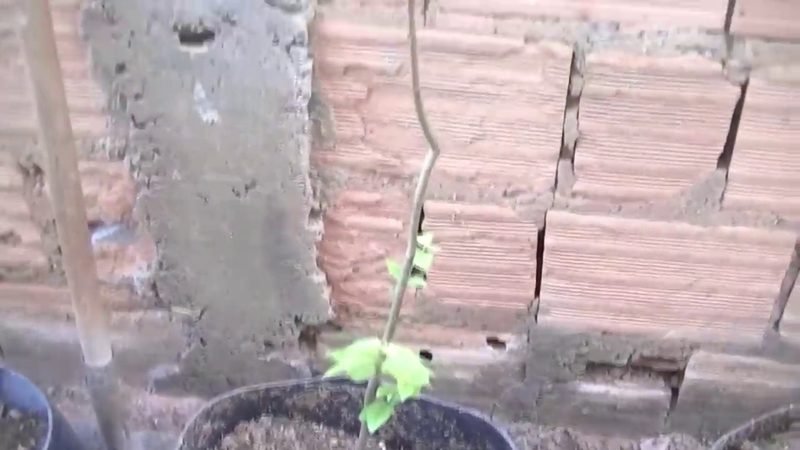 Camu-Camu (Myrciaria dubia)