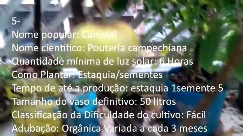 Canistel - imagem 2