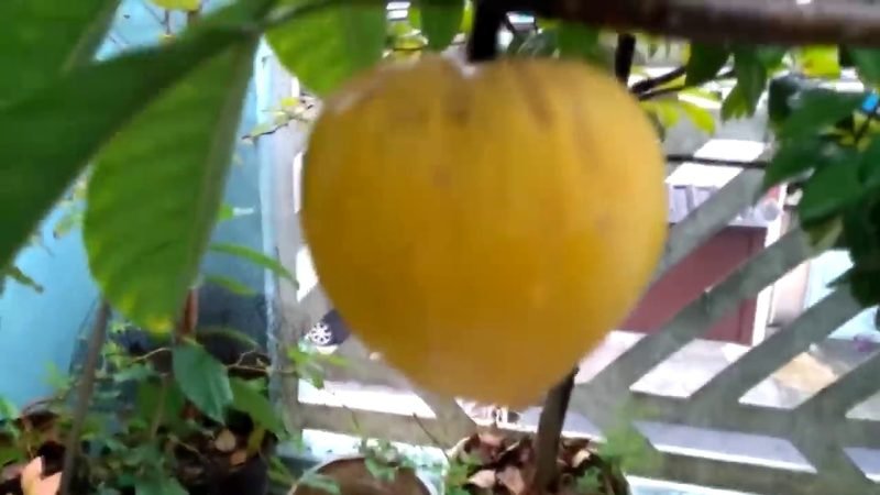 Muda de Canistel (Pouteria campechiana)