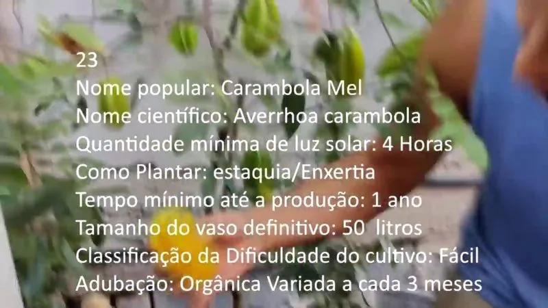 Carambola Mel - imagem 2