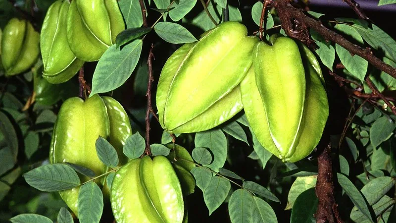 Carambola Mel (Averrhoa carambola)